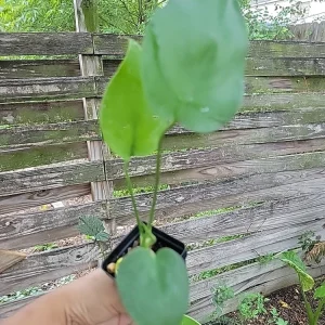 Monstera Deliciosa Live Plant - Swiss Cheese Plant Seedling in 2