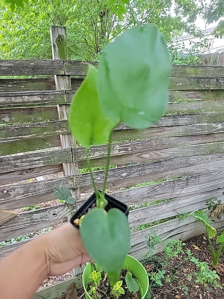 Monstera Deliciosa Live Plant - Swiss Cheese Plant Seedling in 2" Pot - Indoor/Outdoor - Image 4