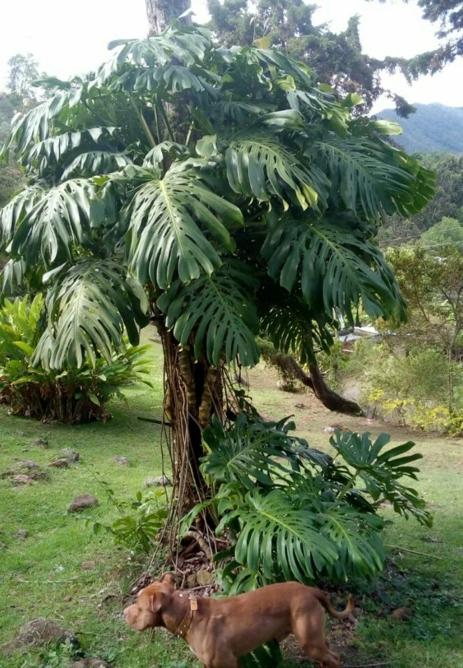 Monstera Deliciosa Live Plant - Swiss Cheese Plant Seedling in 2" Pot - Indoor/Outdoor - Image 1