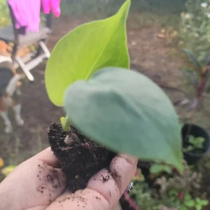 Monstera Deliciosa Live Plant - Swiss Cheese Split-Leaf, 2.5