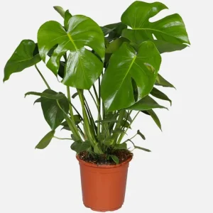 Monstera Deliciosa Live Plant - Swiss Cheese Tropical Houseplant - 4