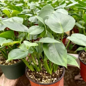 Monstera Deliciosa Live Plant - Swiss Cheese Tropical Houseplant - 4