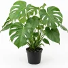 Monstera Deliciosa Live Plant - Swiss Cheese Tropical Houseplant - 4" Pot - Image 1