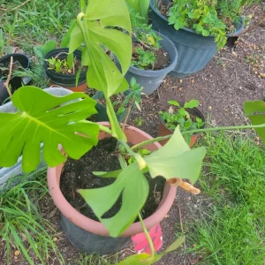 Monstera Deliciosa Rooted Cutting – Live Swiss Cheese Plant – 4 inch – Indoor Tropical - Image 2