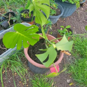 Monstera Deliciosa Rooted Cutting – Live Swiss Cheese Plant – 4 inch – Indoor Tropical - Image 3