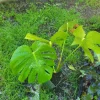 Monstera Deliciosa Rooted Cutting - Live Swiss Cheese Plant - 4 inch - Image 1