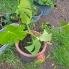 Monstera Deliciosa Rooted Cutting – Live Swiss Cheese Plant – 4 inch – Indoor Tropical - Image 1