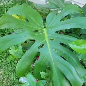 Monstera Deliciosa Seeds - 50 Giant Seeds Pack - Grow Your Own Tropical Plant - Image 2