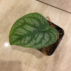 Monstera Dubia Cutting – Live Plant – Rare Shingle Plant for Indoors - Image 2