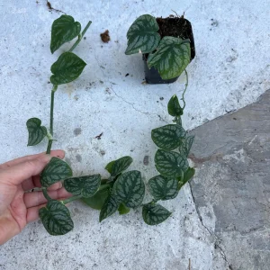 Monstera Dubia Cutting - Live Plant - Rare Shingle Plant for Indoor Cultivation - Image 2