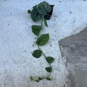 Monstera Dubia Cutting - Live Plant - Rare Shingle Plant for Indoor Cultivation - Image 3