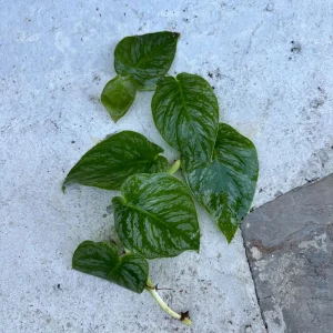 Monstera Dubia Cutting - Live Plant - Rare Shingle Plant for Indoor Cultivation - Image 4