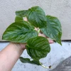 Monstera Dubia Cutting - Live Plant - Rare Shingle Plant for Indoor Cultivation - Image 1