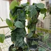 Monstera Dubia Cutting – Live Plant – Rare Shingle Plant for Indoors - Image 1