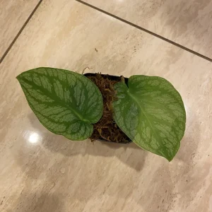 Monstera Dubia Cutting – Live Shingle Plant – Rare Aroid Houseplant - Image 3