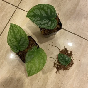 Monstera Dubia Cutting – Live Shingle Plant – Rare Aroid Houseplant - Image 4