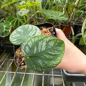 Monstera Dubia Cutting – Live Shingle Plant – Rare Aroid Houseplant - Image 5
