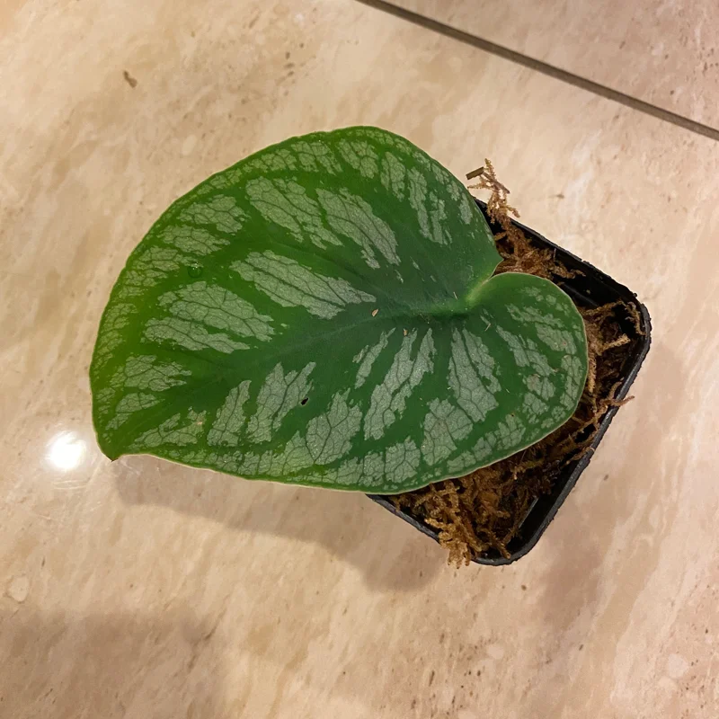 Monstera Dubia Live Plant Cutting – Rare Shingle Plant for Indoor Decor - Image 2