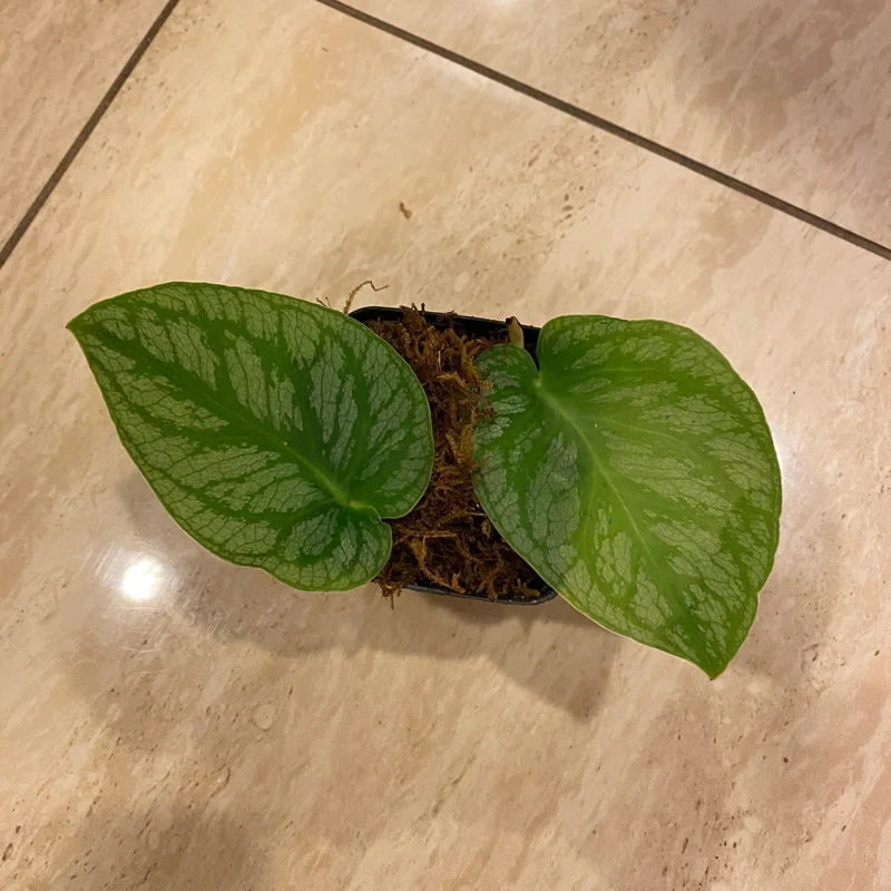 Monstera Dubia Live Plant Cutting – Rare Shingle Plant for Indoor Decor - Image 3