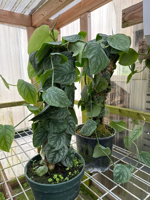 Monstera Dubia Live Plant Cutting – Rare Shingle Plant for Indoor Decor - Image 1