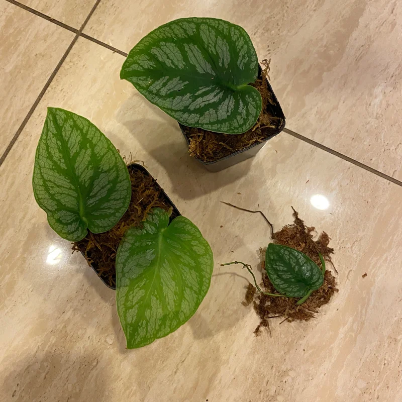 Monstera Dubia Live Plant Cutting – Rare Shingle Plant for Indoor Decor - Image 4