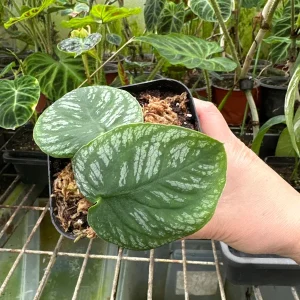 Monstera Dubia Live Plant Cutting – Rare Shingle Plant for Indoor Decor - Image 5