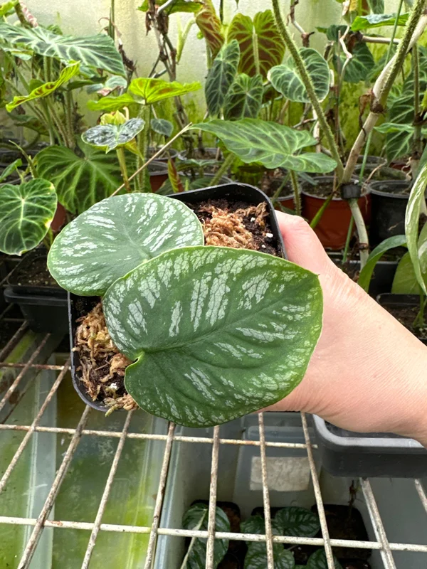 Monstera Dubia Live Plant Cutting – Rare Shingle Plant for Indoor Decor - Image 5