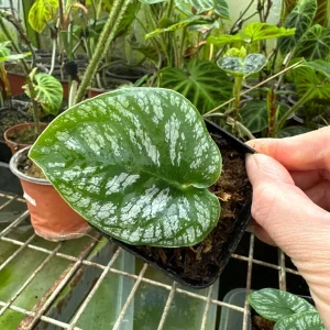 Monstera Dubia Live Plant Cutting – Rare Shingle Plant for Indoor Decor - Image 6