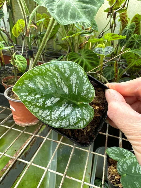 Monstera Dubia Live Plant Cutting – Rare Shingle Plant for Indoor Decor - Image 6
