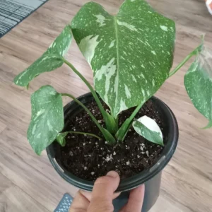 Monstera Thai Constellation Live Plant - Variegated Houseplant, 3 in Tall - Image 2
