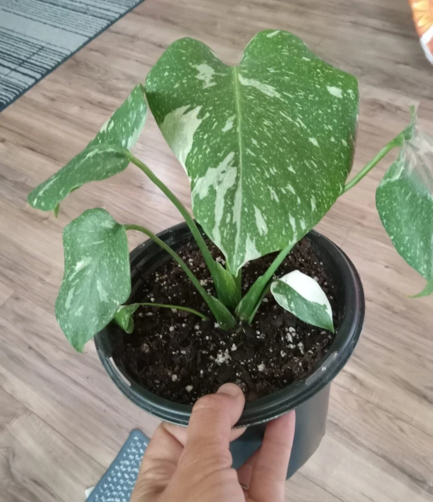 Monstera Thai Constellation Live Plant - Variegated Houseplant, 3 in Tall - Image 2
