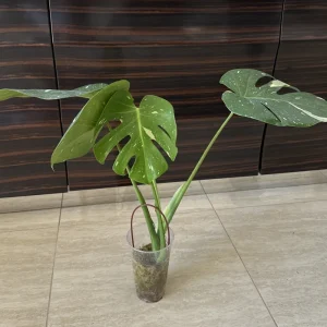 Monstera Thai Constellation Live Plant - Variegated Aroid Starter - Image 2