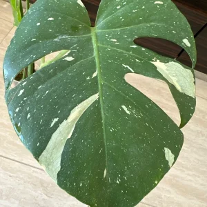 Monstera Thai Constellation Live Plant - Variegated Aroid Starter - Image 3