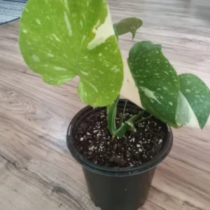 Monstera Thai Constellation Live Plant - Variegated Houseplant, 3 in Tall - Image 3