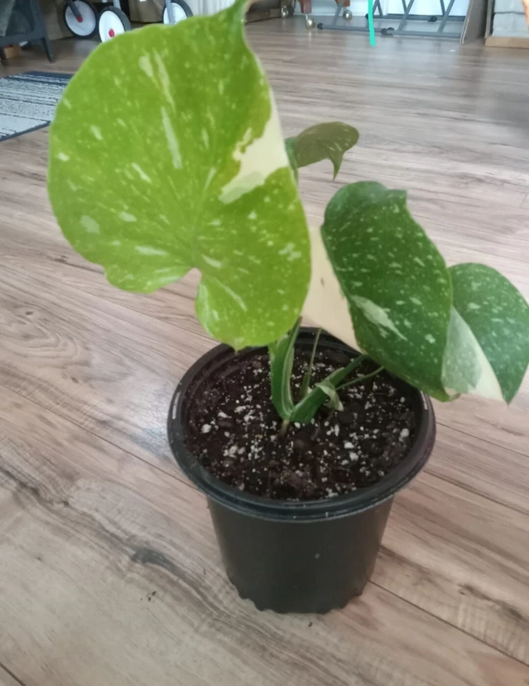 Monstera Thai Constellation Live Plant - Variegated Houseplant, 3 in Tall - Image 3