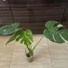 Monstera Thai Constellation Live Plant - Variegated Aroid Starter - Image 1