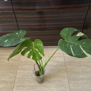 Monstera Thai Constellation Live Plant - Variegated Aroid Starter - Image 1