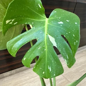 Monstera Thai Constellation Live Plant - Variegated Aroid Starter - Image 4