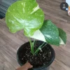 Monstera Thai Constellation Live Plant - Variegated Houseplant, 3 in Tall - Image 1