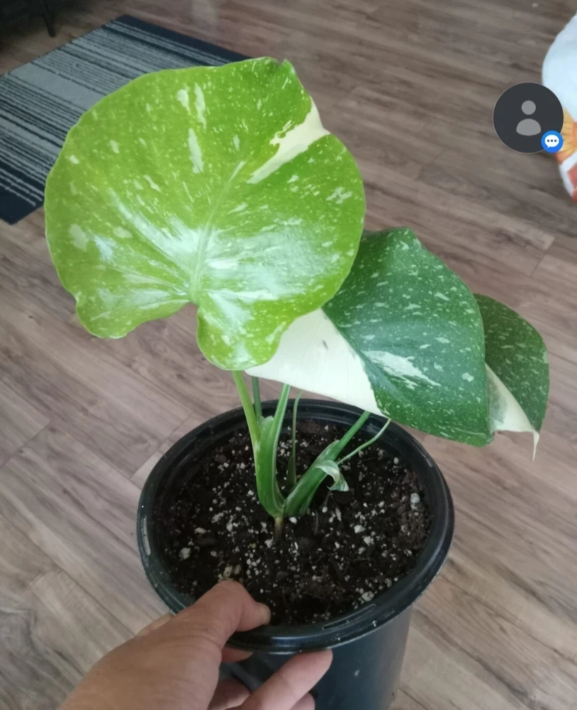 Monstera Thai Constellation Live Plant - Variegated Houseplant, 3 in Tall - Image 1