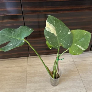 Monstera Thai Constellation Live Plant - Variegated Aroid Starter - Image 6