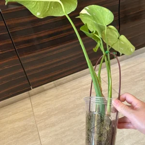 Monstera Thai Constellation Live Plant - Variegated Aroid Starter - Image 7