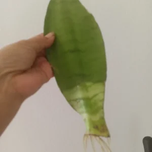 Moonshine Snake Plant Live - Sansevieria Trifasciata 'Moonshine' - 2 Inch Pot - Indoor - Image 2