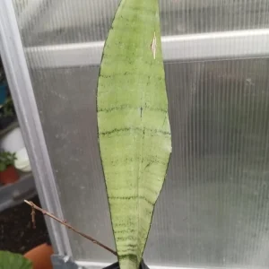 Moonshine Snake Plant Live - Sansevieria Trifasciata 'Moonshine' - 2 Inch Pot - Indoor - Image 3