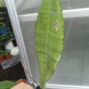 Moonshine Snake Plant Live - Sansevieria Trifasciata 'Moonshine' - 2 Inch Pot - Indoor - Image 4
