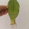 Moonshine Snake Plant Live - Sansevieria Trifasciata 'Moonshine' - 2 Inch Pot - Indoor - Image 1