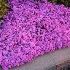 Moss Phlox 'Drummond's Pink' Live Starter Plant - Rosy Pink Flowers, Zones 3-8 - Image 4
