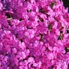 Moss Phlox 'Drummond's Pink' Live Starter Plant - Rosy Pink Flowers, Zones 3-8 - Image 1