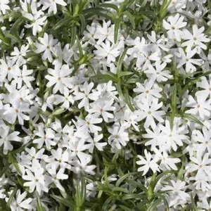 Moss Phlox 'Snowflake' - Perennial Evergreen Groundcover Live Plant - 3 inch Pot - Image 3