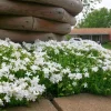 Moss Phlox 'Snowflake' - Perennial Evergreen Groundcover Live Plant - 3 inch Pot - Image 1